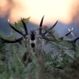 Le chasseur a confondu un de ses acolytes avec le cerf qu'ils chassaient (Photo d'illustration).